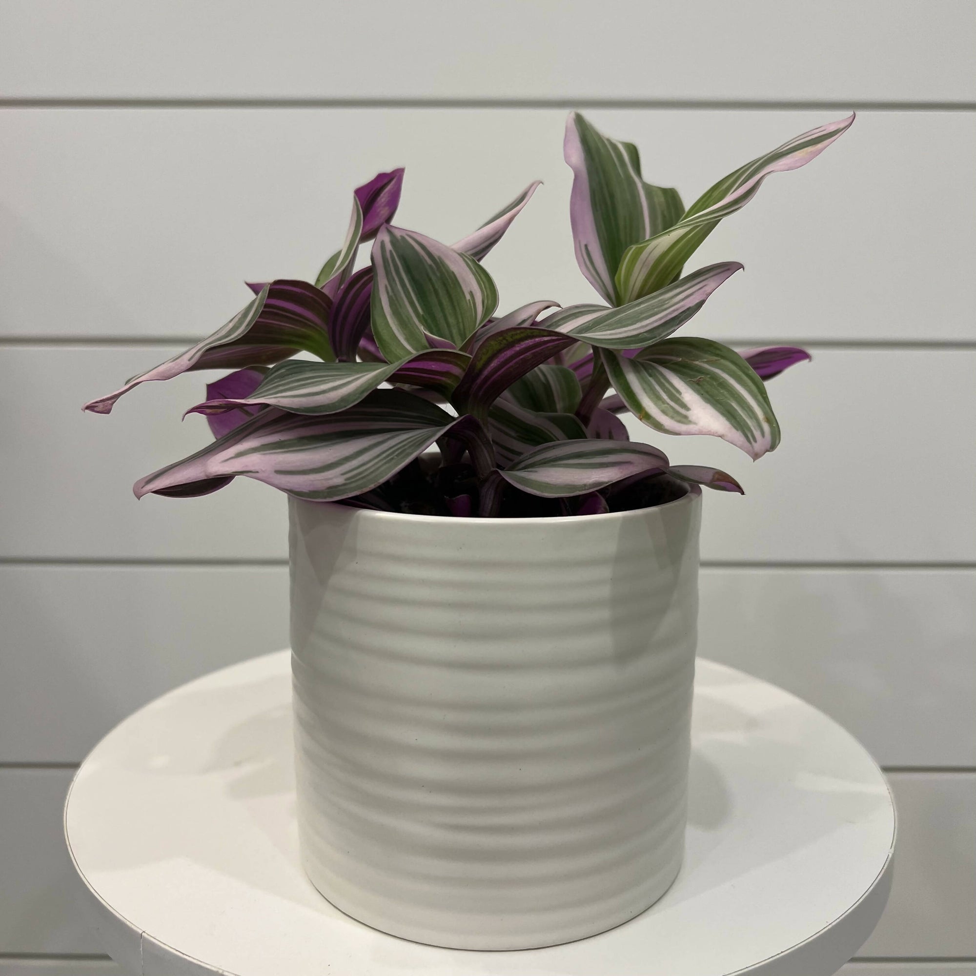 Planted on Wells | Tradescantia
