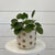 Planted on Wells | Pilea Peperomioides