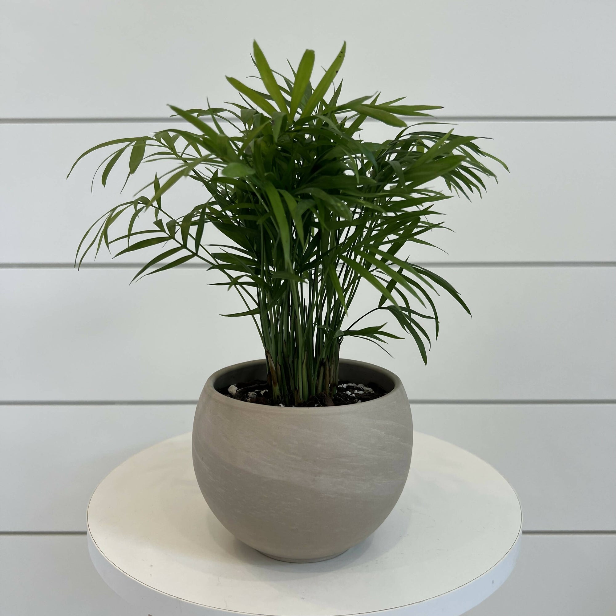Planted on Wells | Parlor Palm