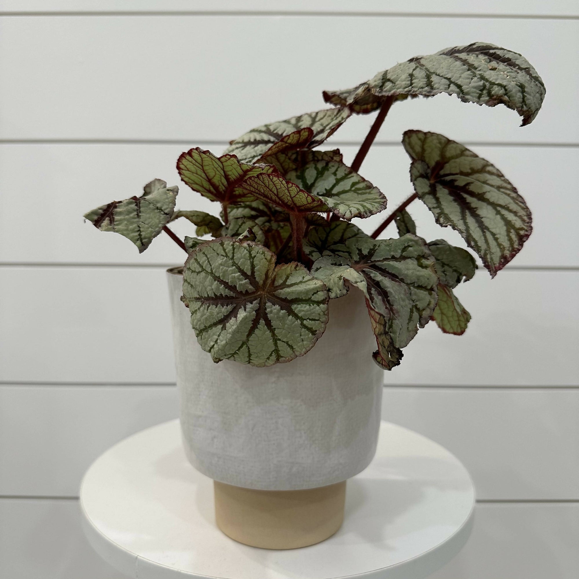 Planted on Wells | Rex Begonia