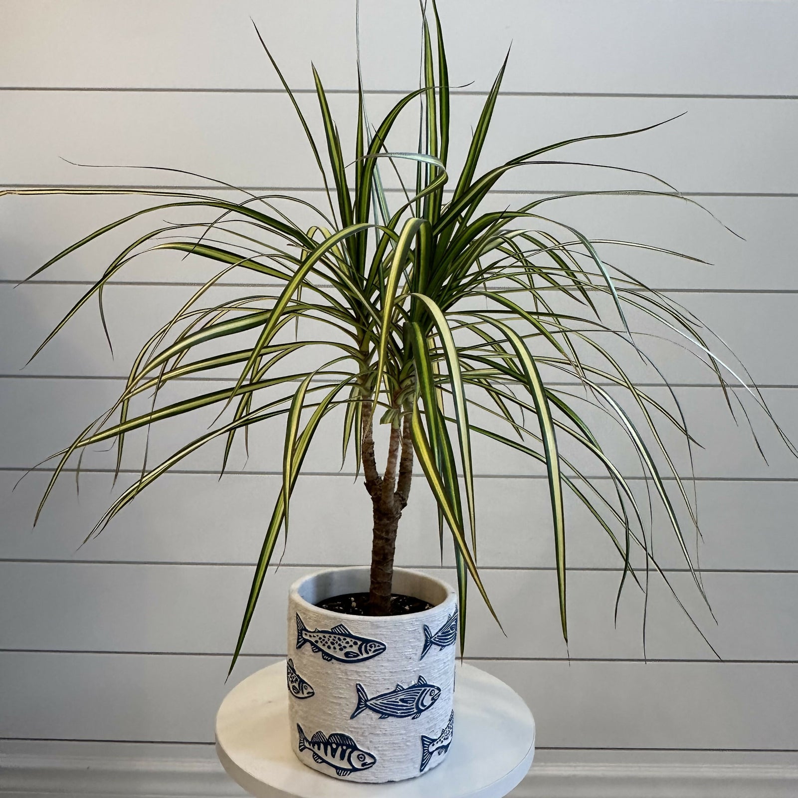 Planted on Wells | Dracaena Marginata ‘Kiwi’