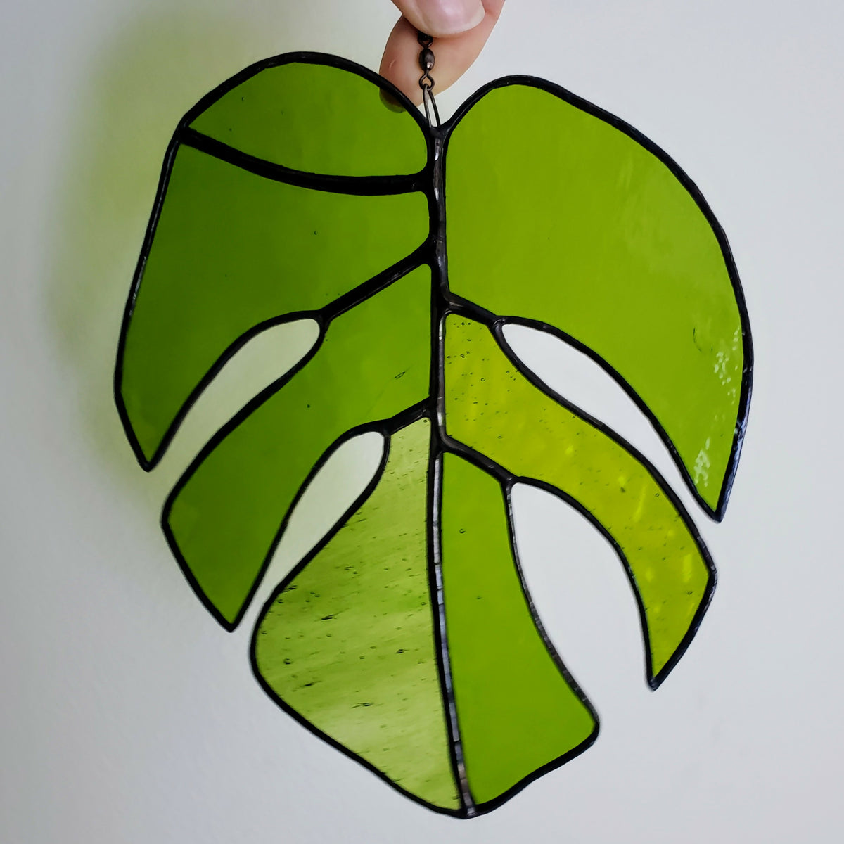 monstera1