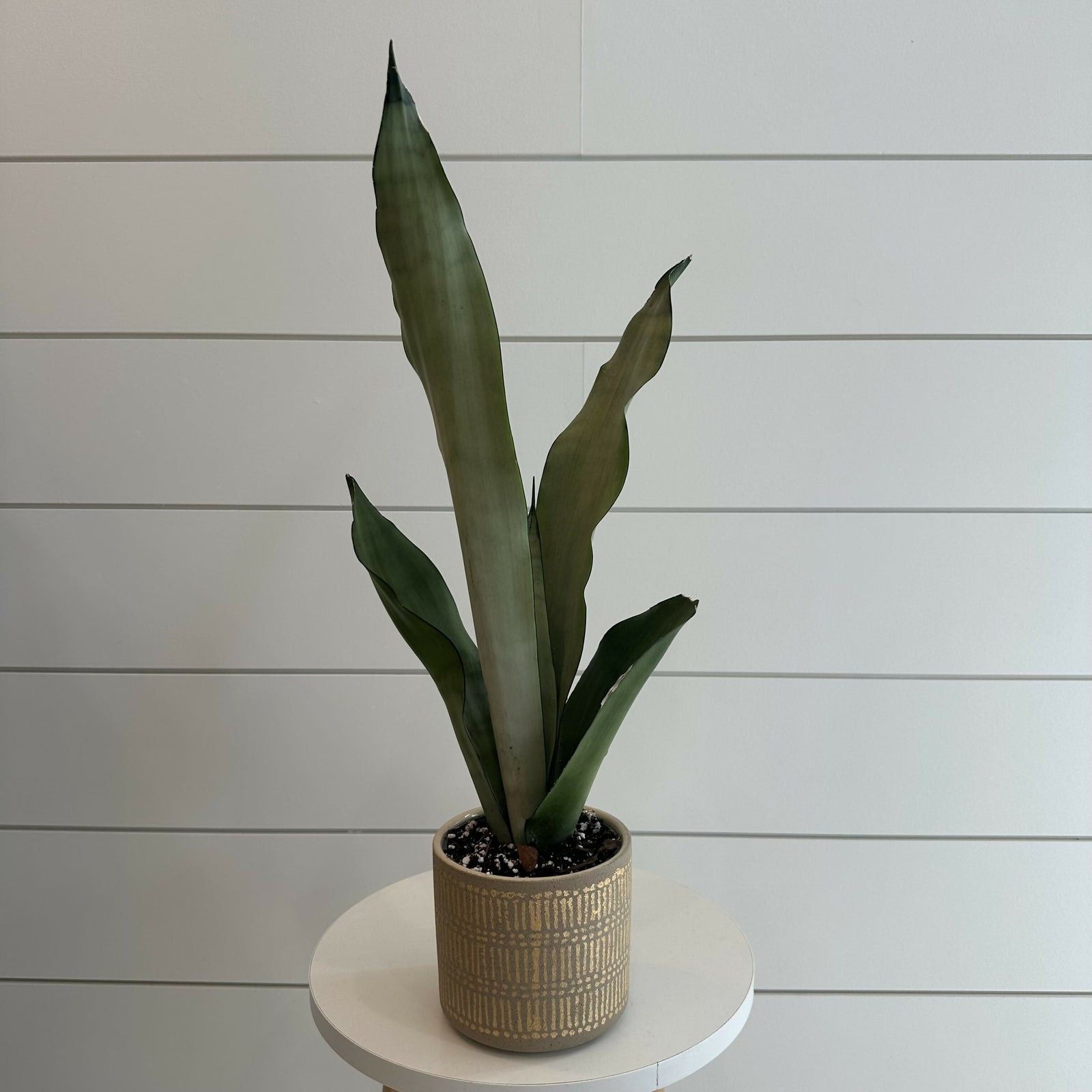 Planted on Wells | Moonshine Snake Plant