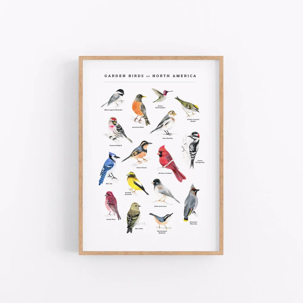 Emilie Simpson Art and Design | Garden Birds of North America Art Print