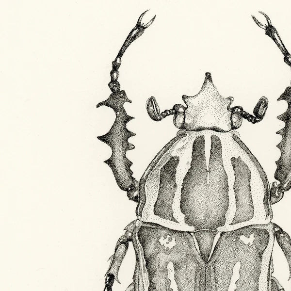 Lisa Mitchell Art | Goliath Beetle