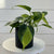 Planted on Wells | Philodendron Brazil