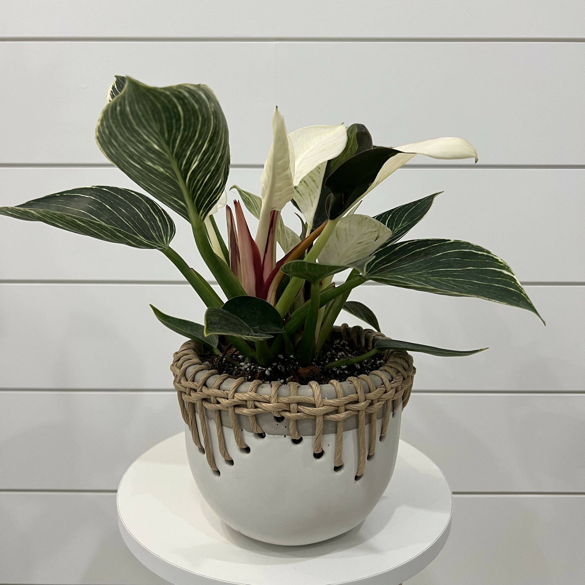 Planted on Wells | Philodendron Birkin