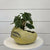 Planted on Wells | Peperomia Lemon Planter